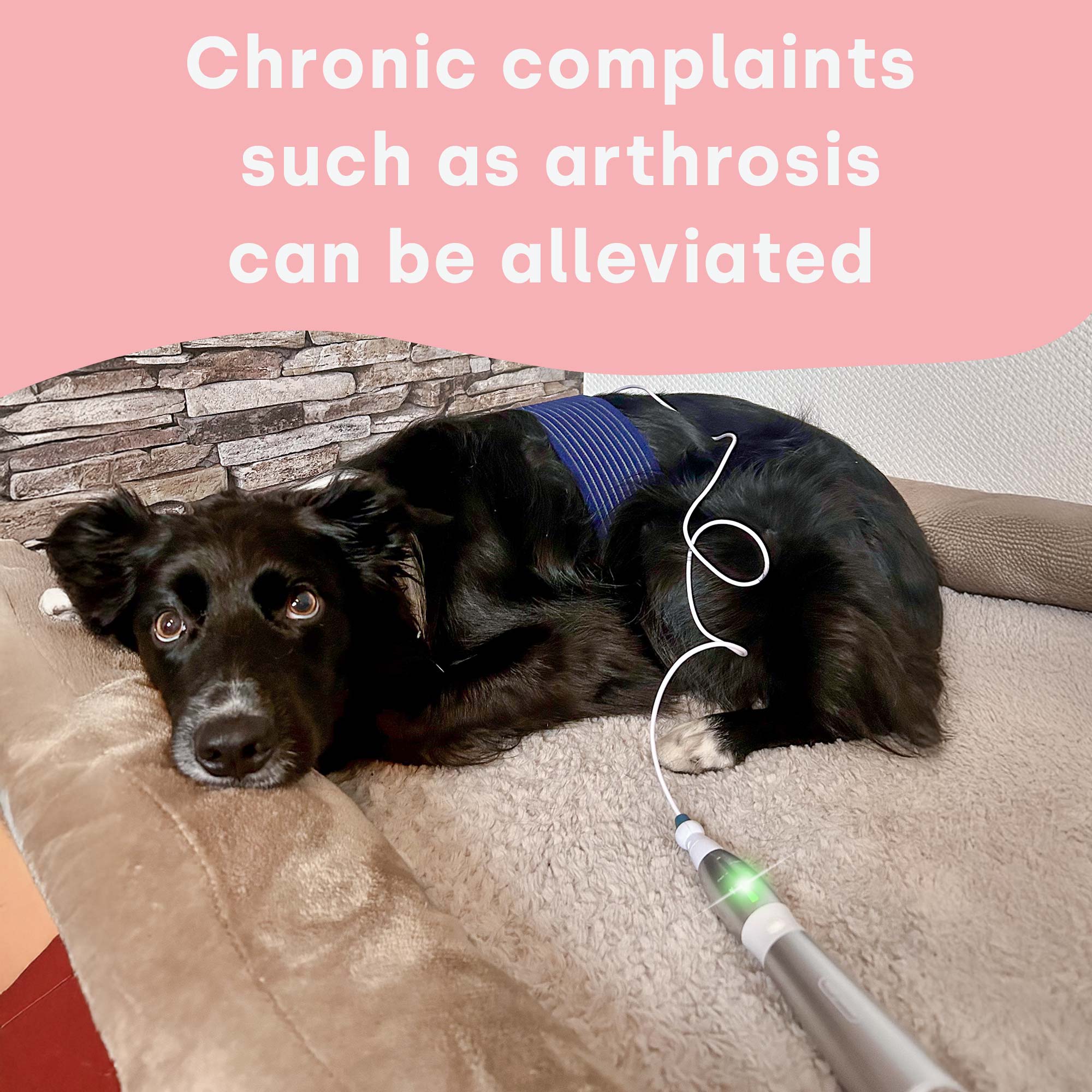 emmi-pet Physio Set PLUS UK - Image 4